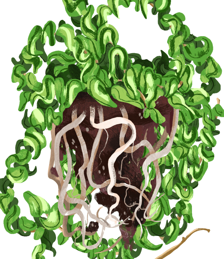 Hindu Rope Plant Plant Care Guide